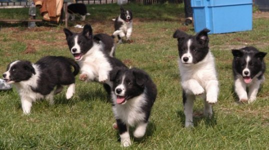 border-collie7.jpg